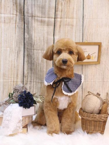 20241005タルトくん